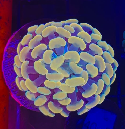 WYSIWYG Gold Branching Hammer Coral – Live LPS Euphyllia for Reef Tank