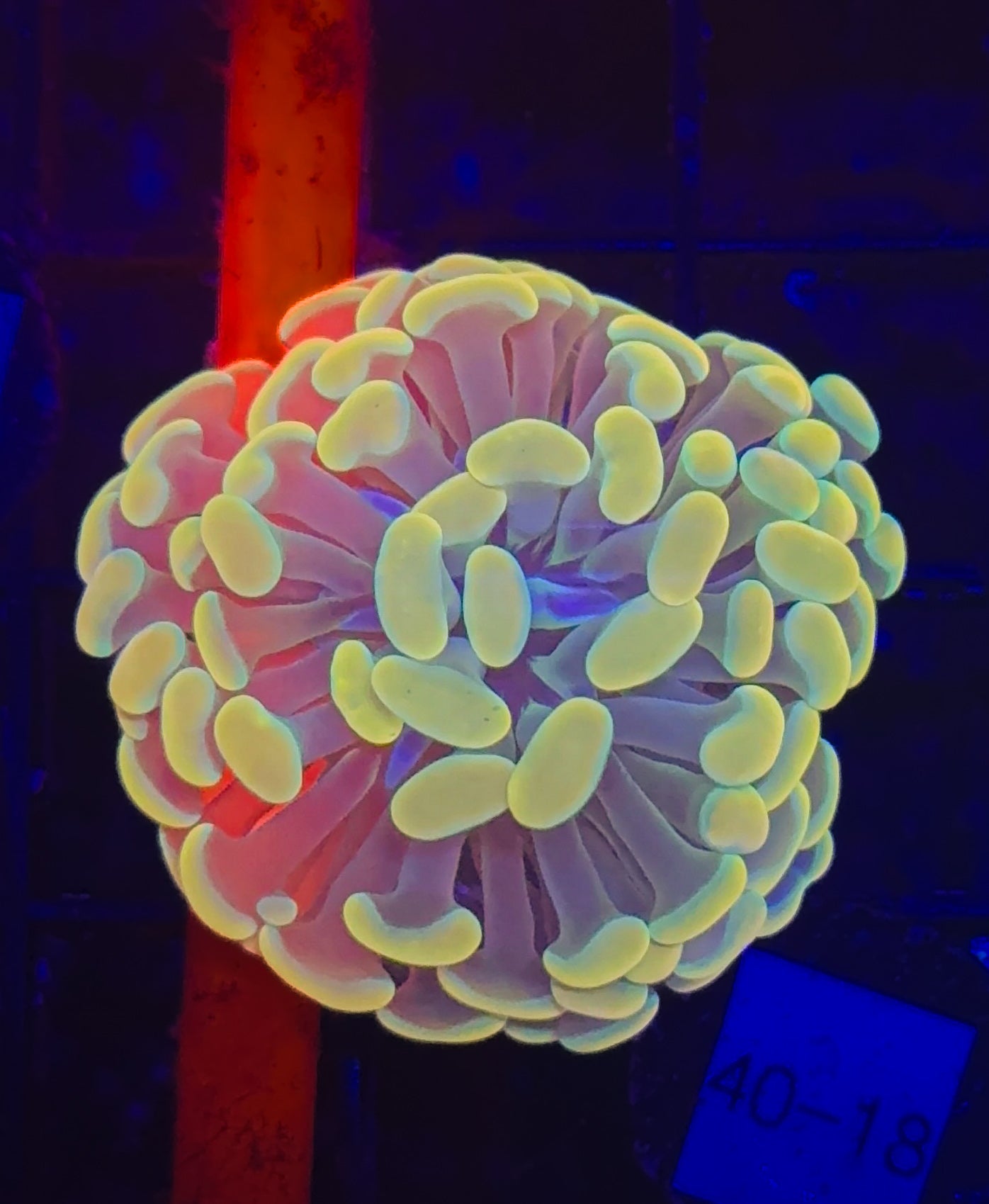 WYSIWYG Gold Branching Hammer Coral – Live LPS Euphyllia for Reef Tank