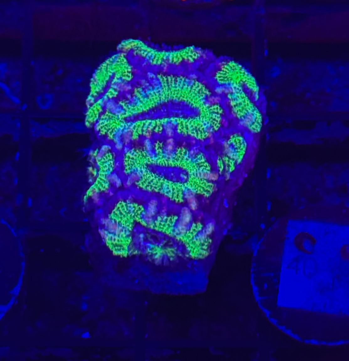 WYSIWYG Green Acan Lord Live Coral Frag Bright LPS for Reef Aquarium