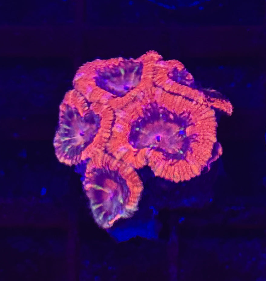 WYSIWYG Red Acan Lord Live Coral Frag SPS LPS for Reef Aquarium Tank