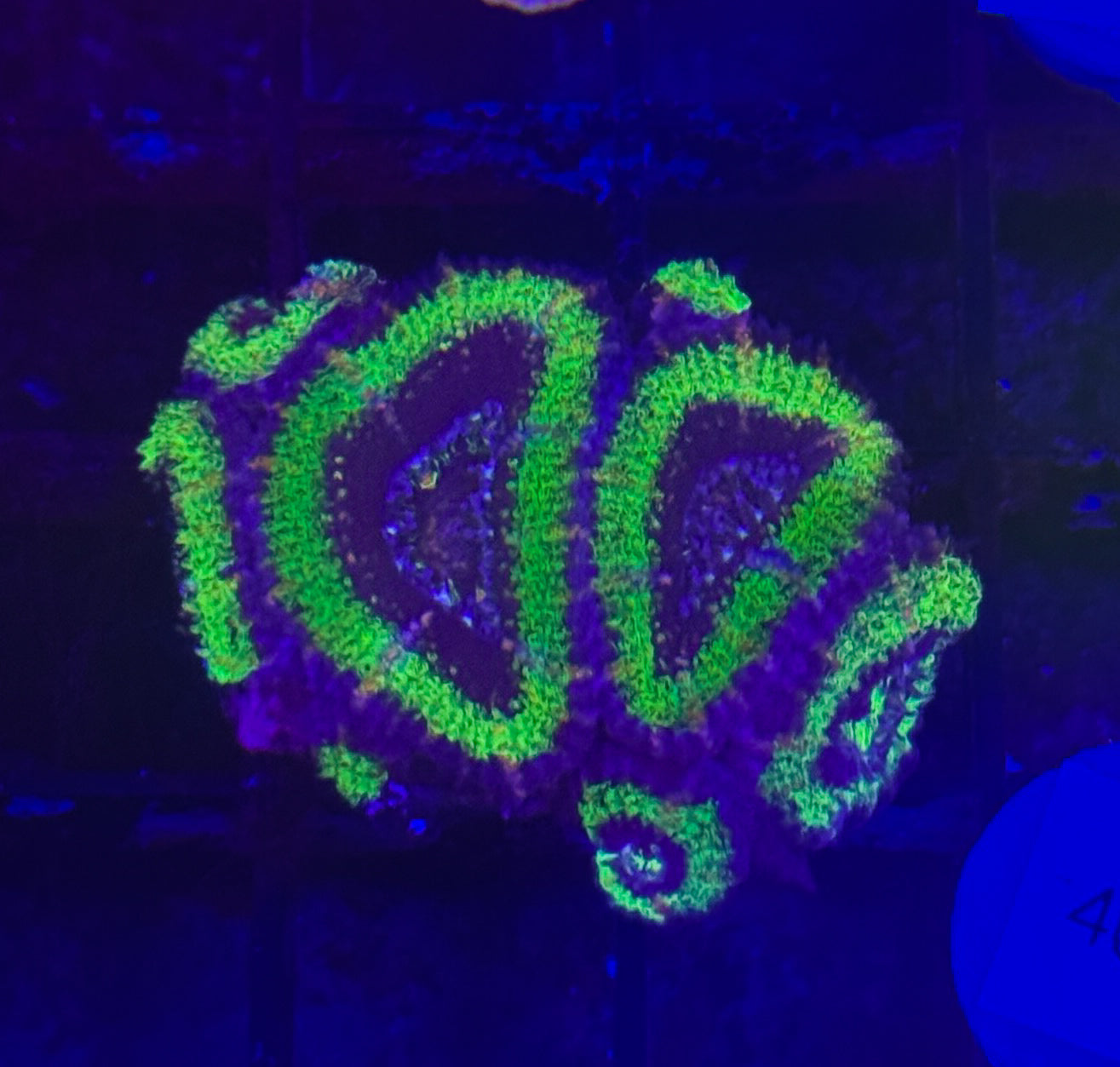 WYSIWYG Green Acan Lord Live Coral Frag Bright LPS for Reef Aquarium