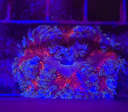 WYSIWYG Rainbow Rock Flower Anemone