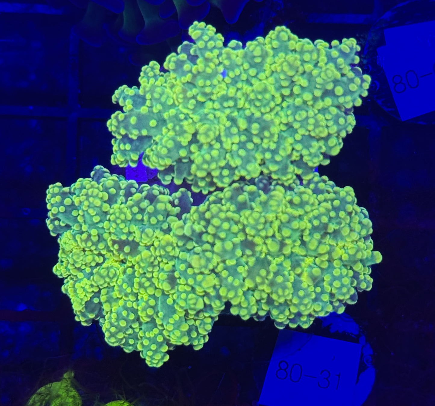 WYSIWYG Neon Green Frogspawn Octospawn 2 heads