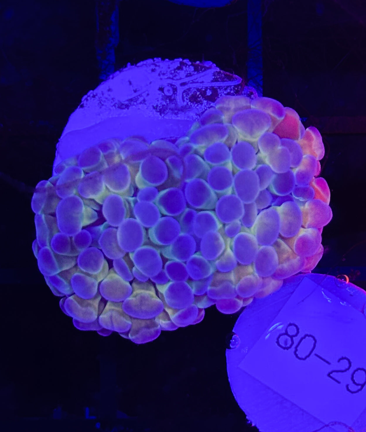 WYSIWYG Hologram Branching Hammer