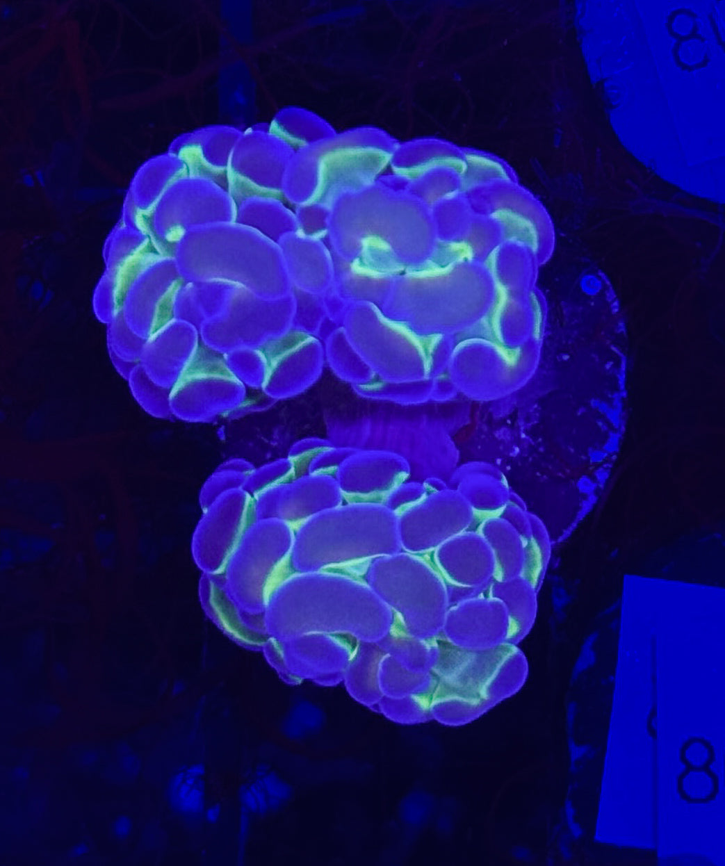 WYSIWYG Hologram Branching Hammer