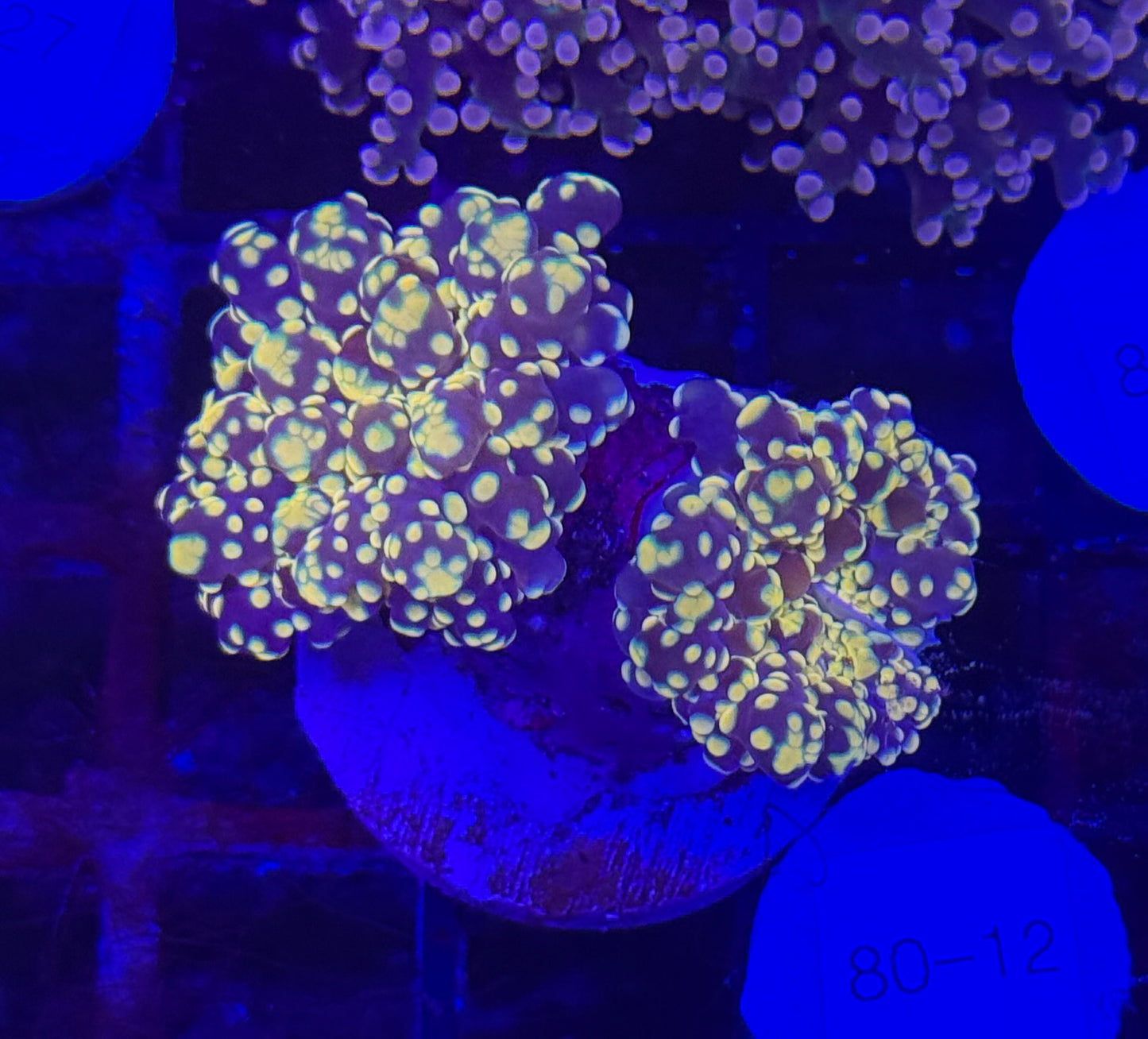 WYSIWYG Gold and Purple Frogspawn Octospawn 2 Heads