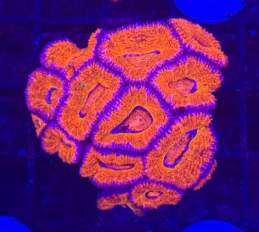 WYSIWYG Rainbow Acan Lord Live Coral Frag Vibrant LPS for Reef Aquarium