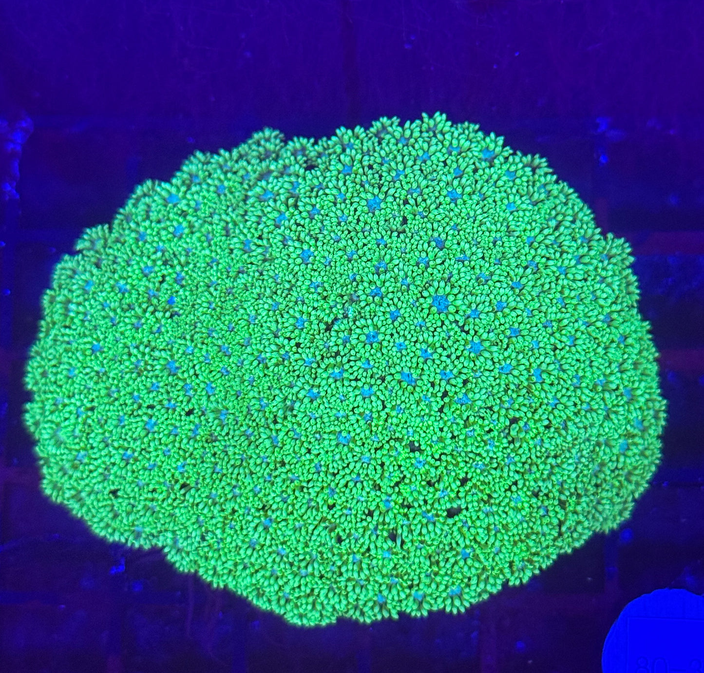 WYSIWYG Green Goni Colony