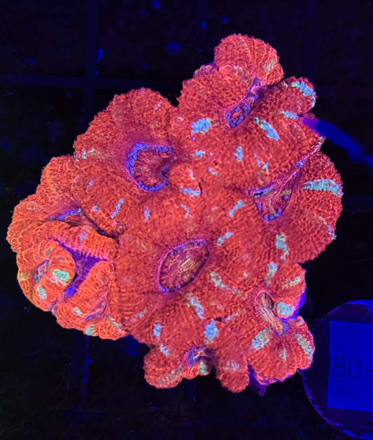 WYSIWYG Red Acan Lord Live Coral Frag SPS LPS for Reef Aquarium Tank