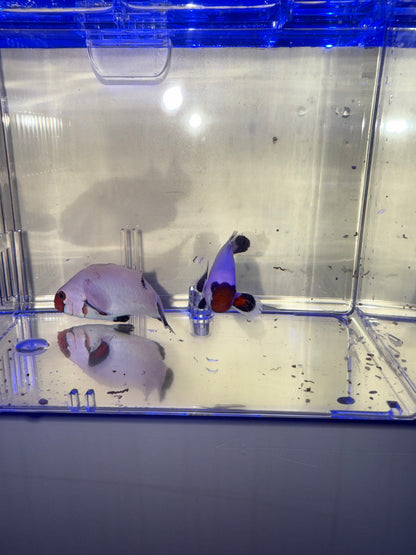 2-Pack Wyoming White Ocellaris Clownfish – Live Captive-Bred Saltwater Aquarium Fish