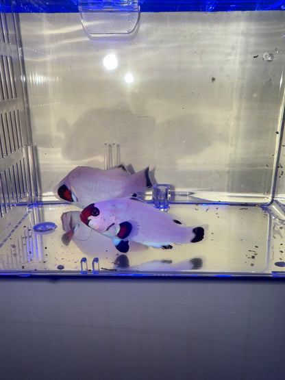 2-Pack Wyoming White Ocellaris Clownfish – Live Captive-Bred Saltwater Aquarium Fish
