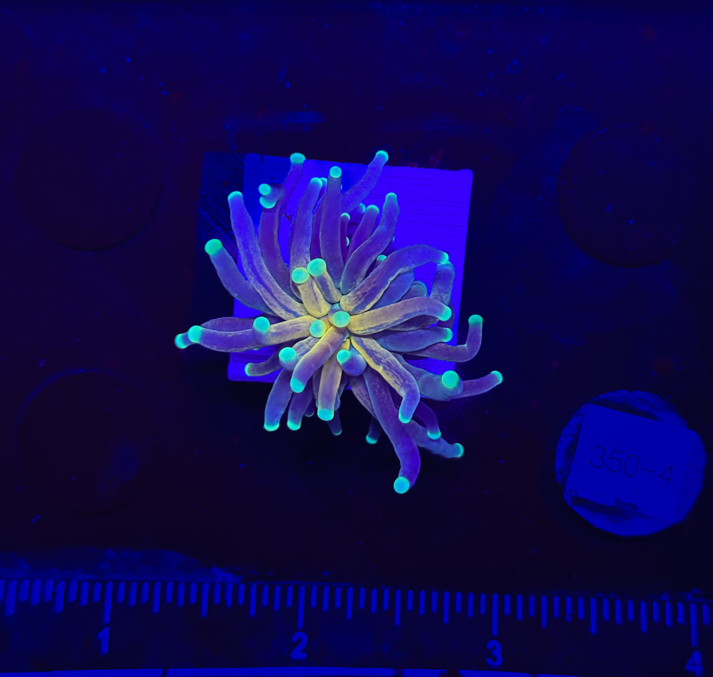 WYSIWYG Tiger Torch Live Coral – LPS Euphyllia Frag