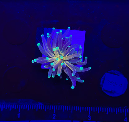 WYSIWYG Tiger Torch Live Coral – LPS Euphyllia Frag