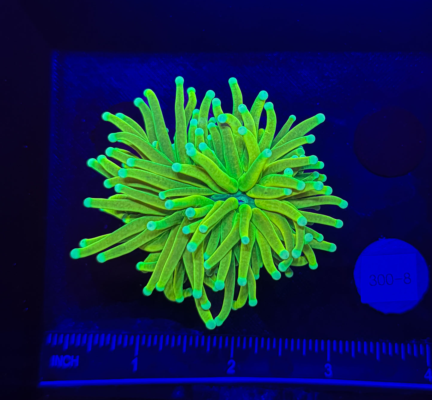 WYSIWYG Holy Grail Torch Live Coral – Frag Euphyllia LPS for Reef Aquarium