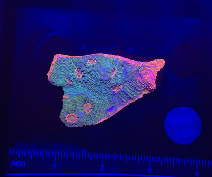 WYSIWYG Rainbow Chalice Live LPS Coral Frag – Bright Colors for Reef Tank