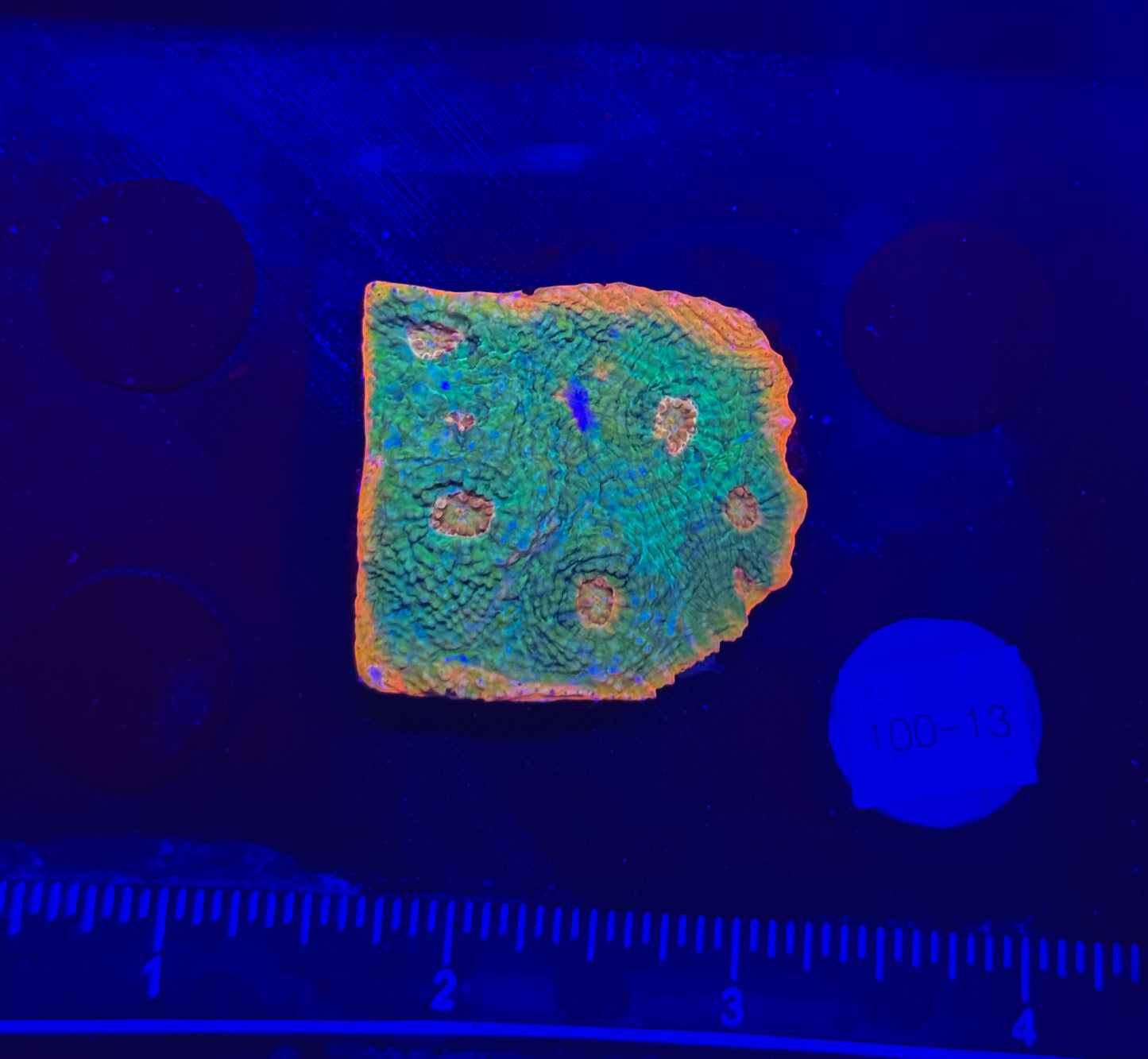 WYSIWYG Rainbow Chalice Live LPS Coral Frag – Bright Colors for Reef Tank