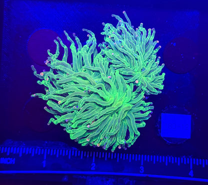WYSIWYG Cotton Candy Torch Live Coral – LPS Frag with Pink and Blue Tips