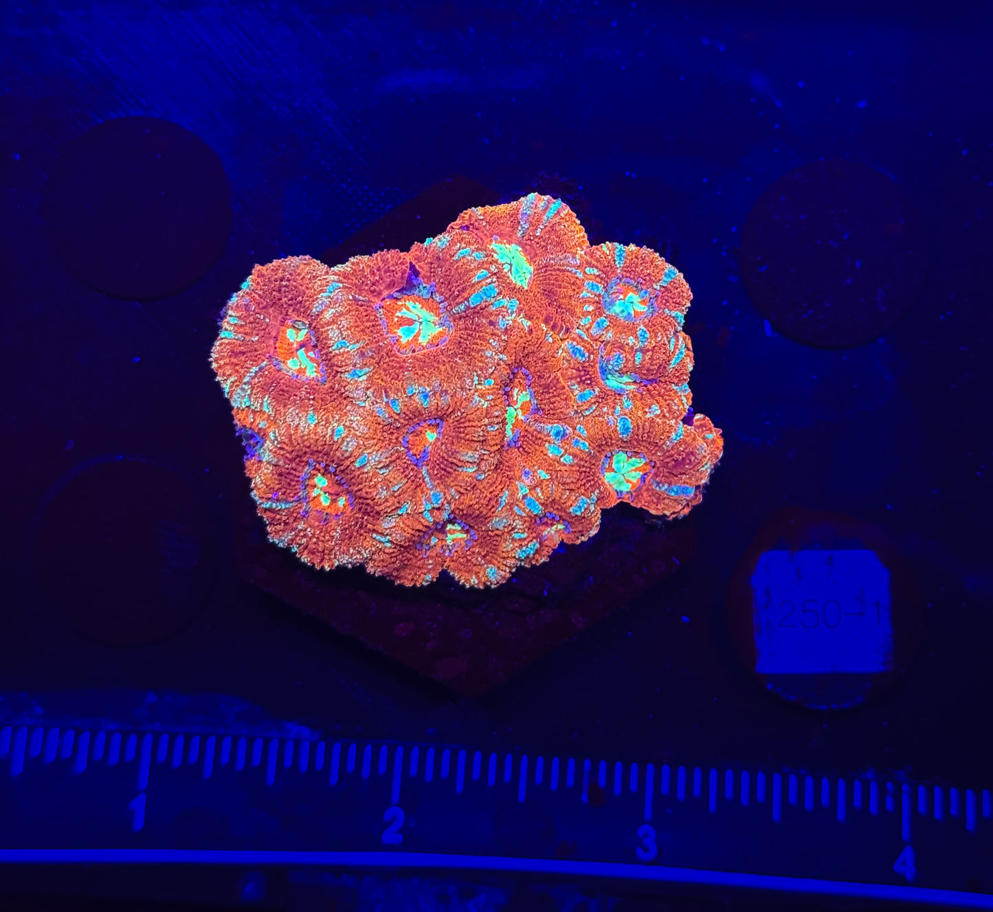 WYSIWYG Red and Green Asian Acan Lord Live Coral Frag SPS LPS Reef Aquarium