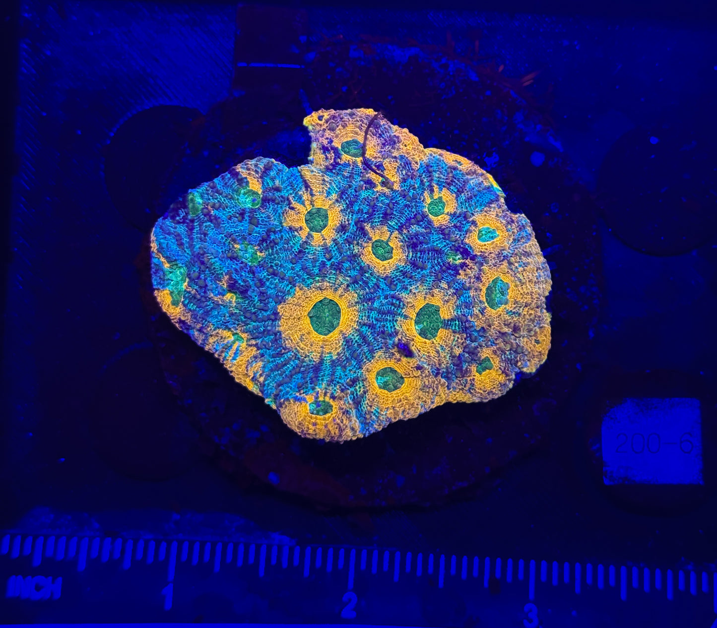 WYSIWYG Rainbow Acan Echinata