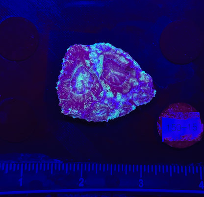 WYSIWYG Green and Blue Acan Bowerbanki