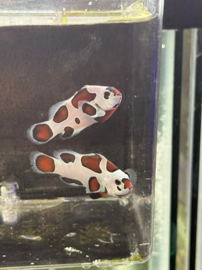 2-Pack Mocha Storm Ocellaris Clownfish  – Live Captive-Bred Saltwater Aquarium Fish