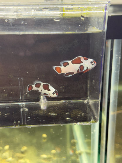 2-Pack Mocha Storm Ocellaris Clownfish  – Live Captive-Bred Saltwater Aquarium Fish