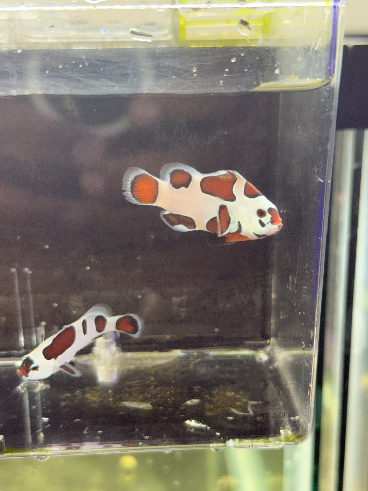 2-Pack Mocha Storm Ocellaris Clownfish  – Live Captive-Bred Saltwater Aquarium Fish
