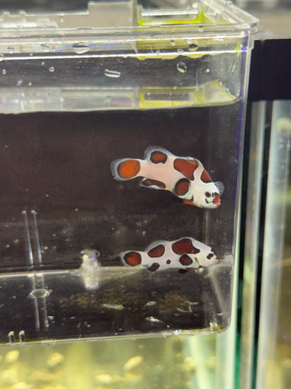 2-Pack Mocha Storm Ocellaris Clownfish  – Live Captive-Bred Saltwater Aquarium Fish