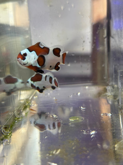2-Pack Mocha Storm Ocellaris Clownfish  – Live Captive-Bred Saltwater Aquarium Fish