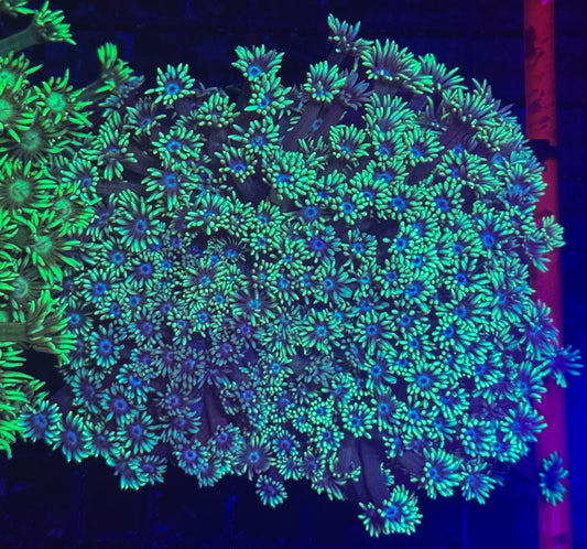 WYSIWYG Green Goniopora Colony – Live LPS Coral for Reef Tank Goni