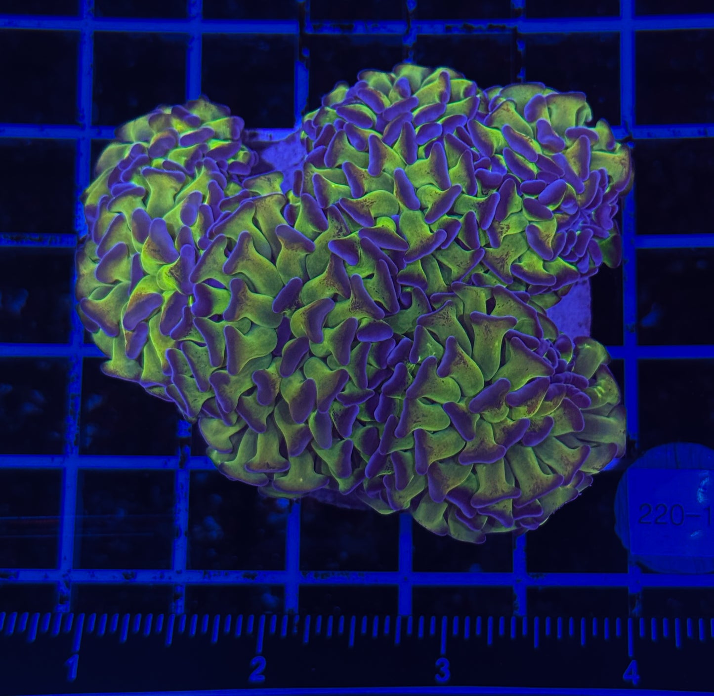 WYSIWYG Bicolor Branching Hammer Coral – Live LPS Euphyllia for Reef Tank