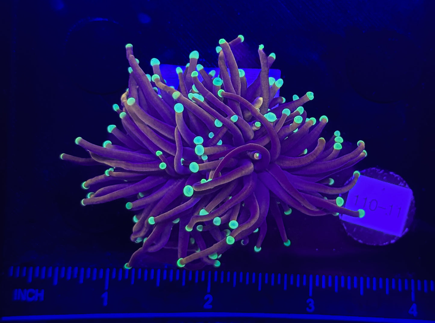 WYSIWYG Orange Peel Torch Live Coral – LPS Euphyllia for Reef Aquarium