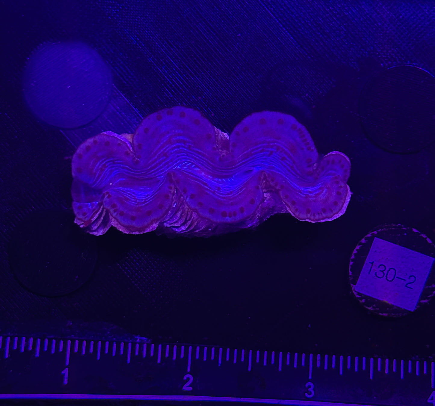 WYSIWYG Blue Tridacna Maxima Clam – Live Saltwater Clam for Reef Tank
