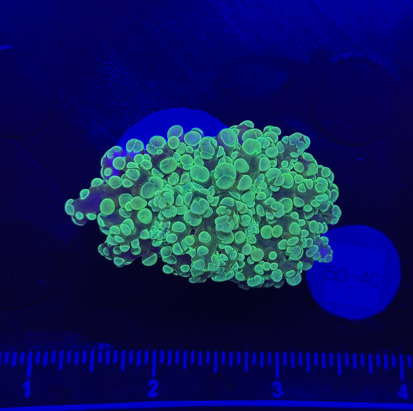 WYSIWYG Neon Green Frogspawn Live LPS Frag Coral Saltwater Reef Aquarium