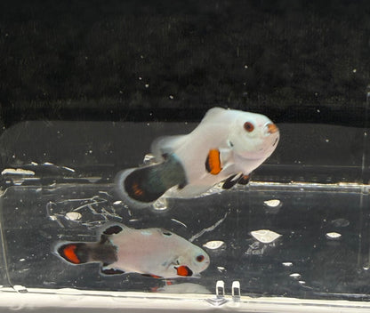 2-Pack WYSIWYG Half and Half Storm Clownfish Live Saltwater Fish Captive Bred