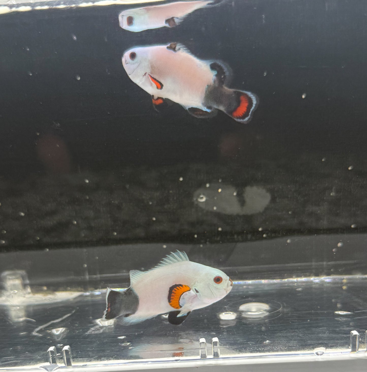 2-Pack WYSIWYG Half and Half Storm Clownfish Live Saltwater Fish Captive Bred
