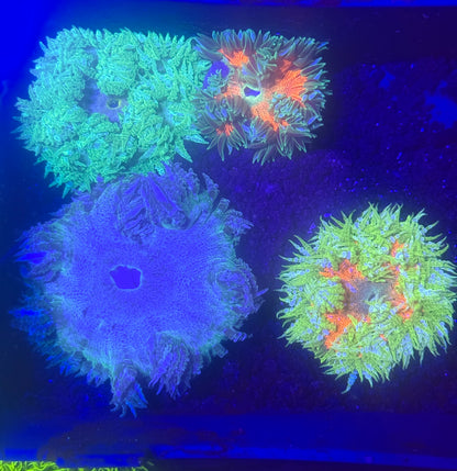 10-Pack Rock Flower Anemone Live Coral Saltwater Reef Aquarium