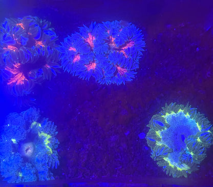 10-Pack Rock Flower Anemone Live Coral Saltwater Reef Aquarium