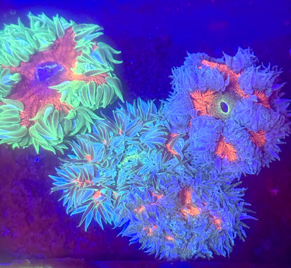 10-Pack Rock Flower Anemone Live Coral Saltwater Reef Aquarium
