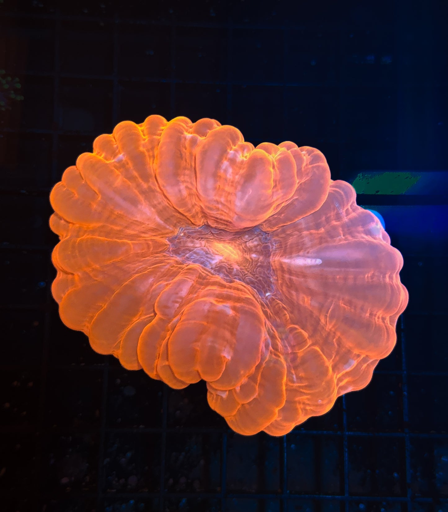WYSIWYG Ultra Red Cynarina Live Coral Frag Vibrant LPS Reef Aquarium
