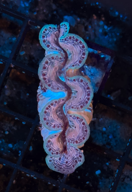 WYSIWYG Ultra Gold Tridacna Maxima Clam Live Coral Saltwater Aquarium