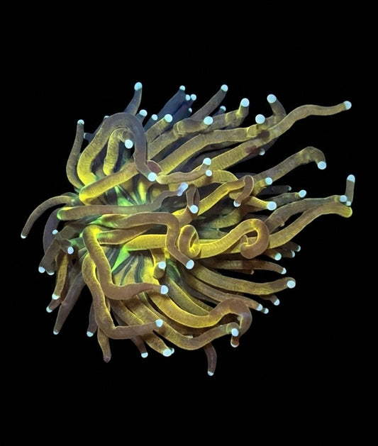 WYSIWYG Tiger Torch Live Coral Frag Vibrant LPS Reef Aquarium