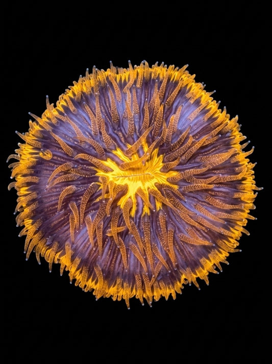 WYSIWYG Ultra Orange Fungia Live Coral Frag Vibrant LPS Reef Aquarium