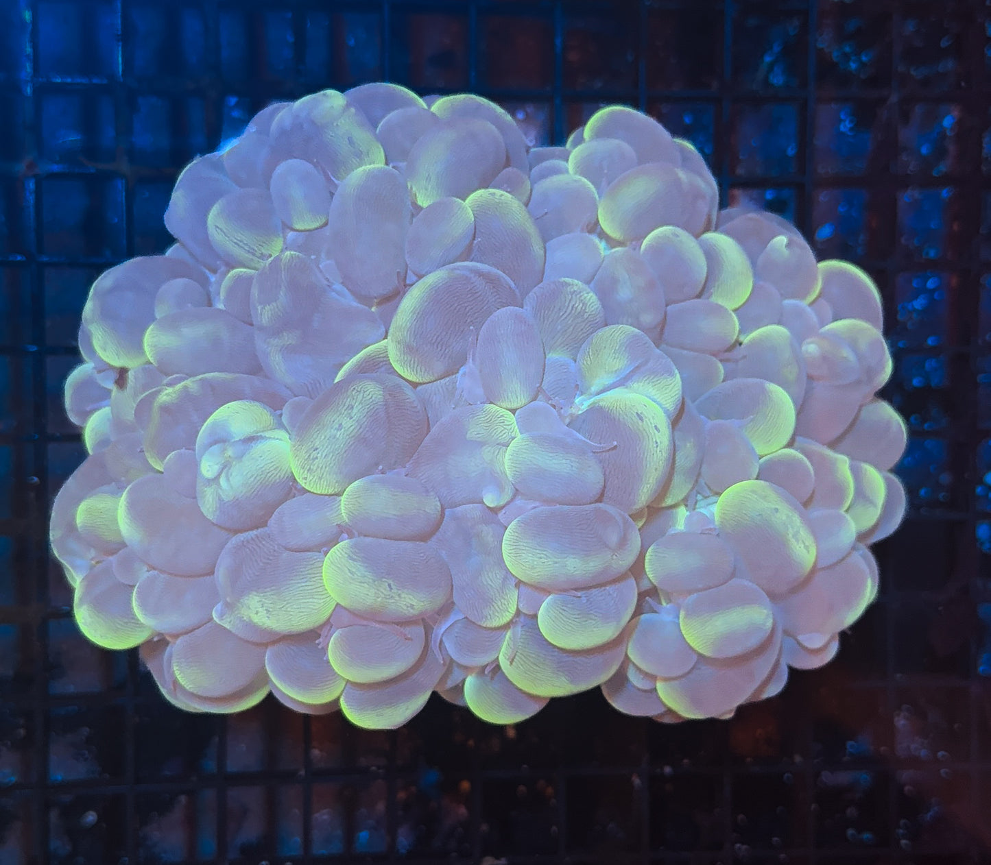 WYSIWYG Large Bubble Coral Live Frag Vibrant LPS Reef Aquarium