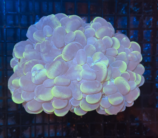WYSIWYG Large Bubble Coral Live Frag Vibrant LPS Reef Aquarium