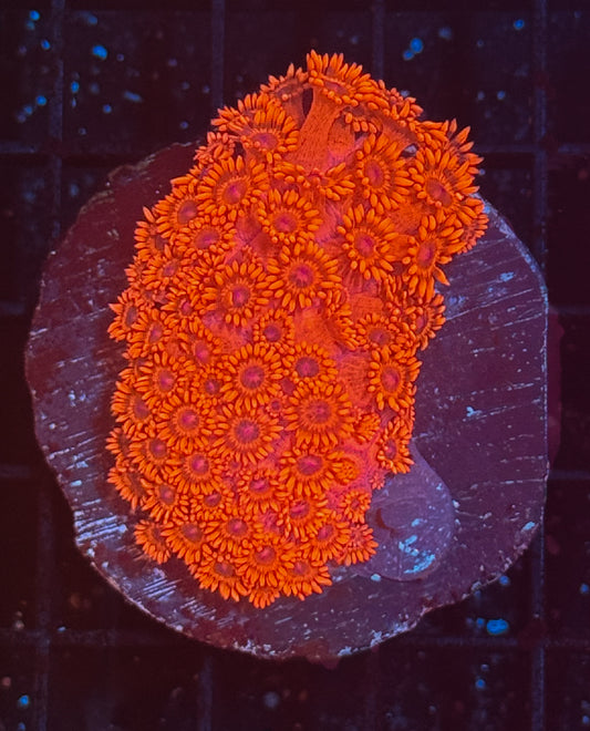 WYSIWYG Red Goniopora Live Coral Frag Vibrant LPS Reef Aquarium
