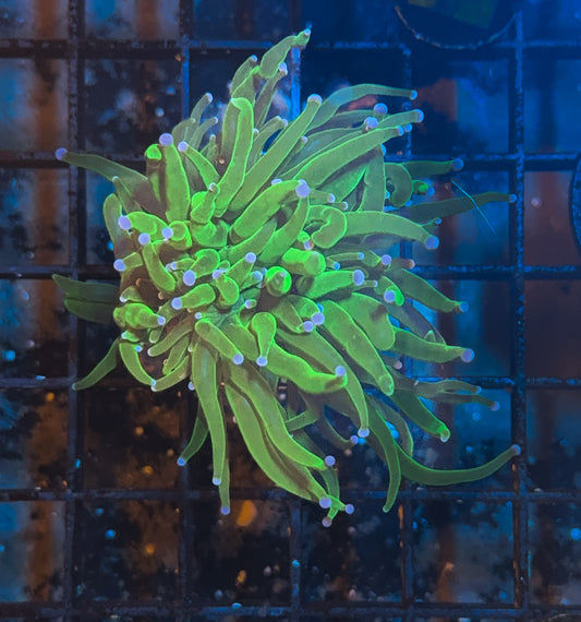 WYSIWYG Cotton Candy Torch Live Coral Frag Vibrant LPS Reef Aquarium