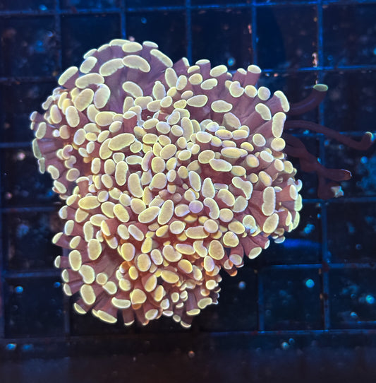 WYSIWYG Gold Branching Hammer Live Coral Frag Vibrant LPS Reef Aquarium