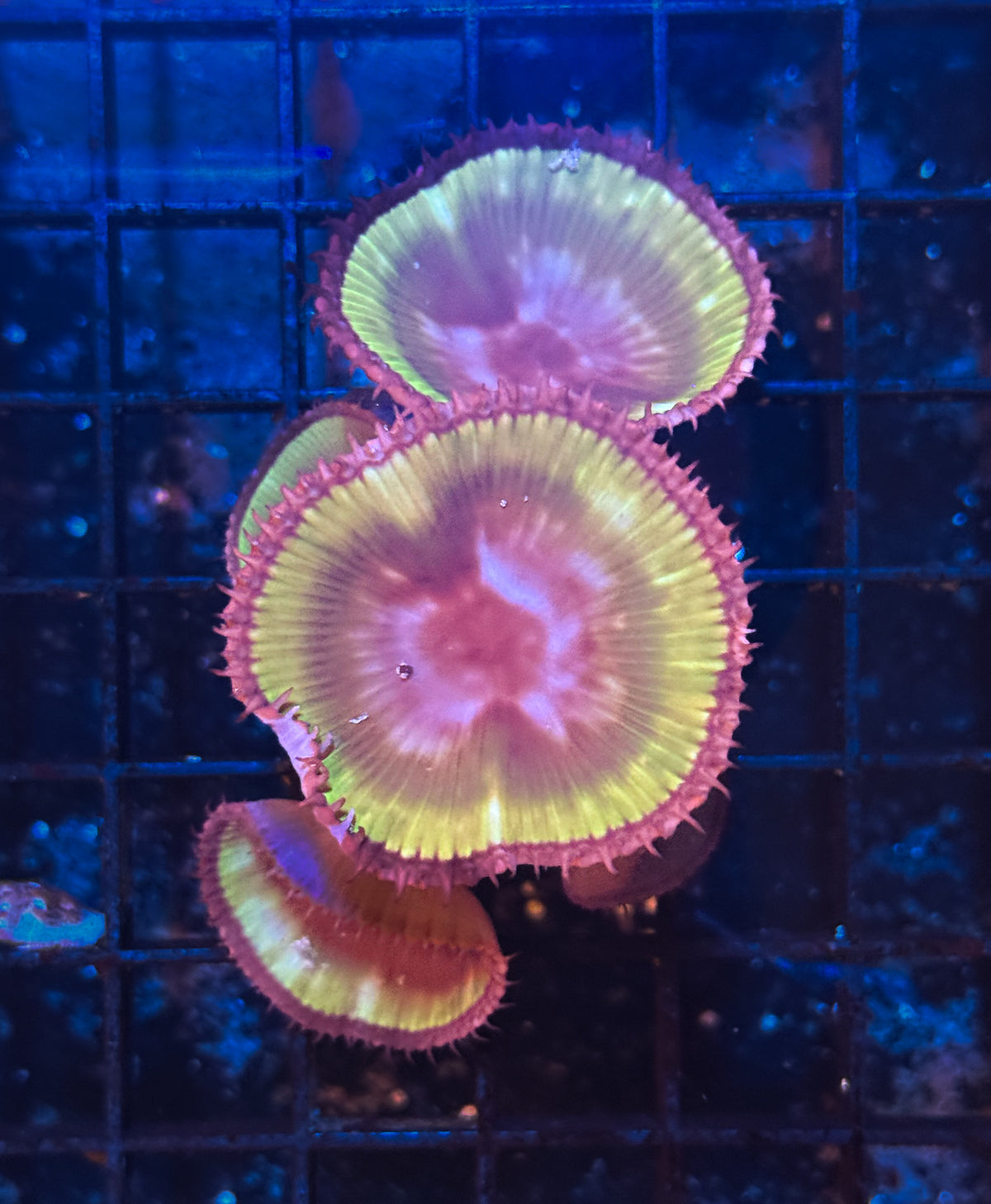 WYSIWYG Palythoa Grandis Green Zoa Live Coral Frag Vibrant Reef Aquarium