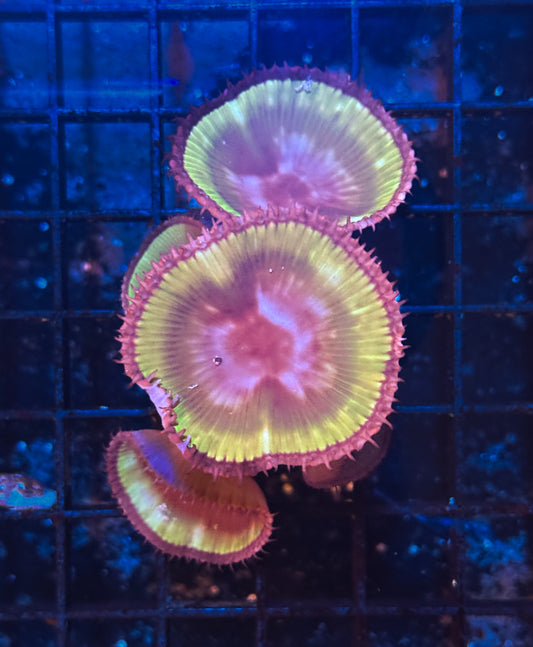 WYSIWYG Palythoa Grandis Green Zoa Live Coral Frag Vibrant Reef Aquarium